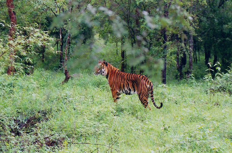 Guddadamane Homestay - Bhadra Wildlife Sanctuary