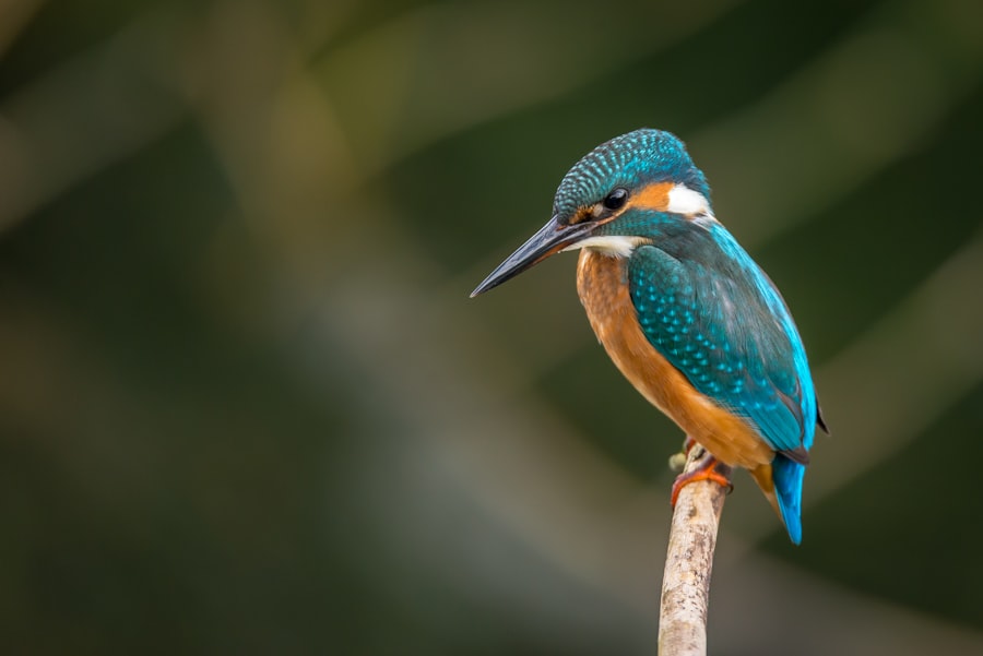 Bird Watching